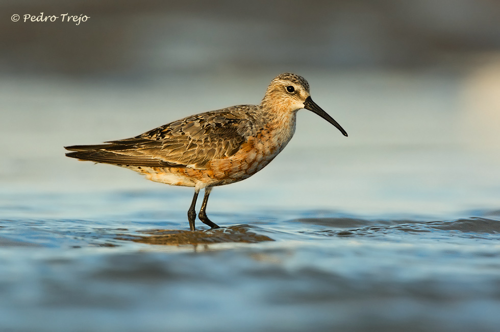 Correlimos zarapitin (Calidris ferruginea)